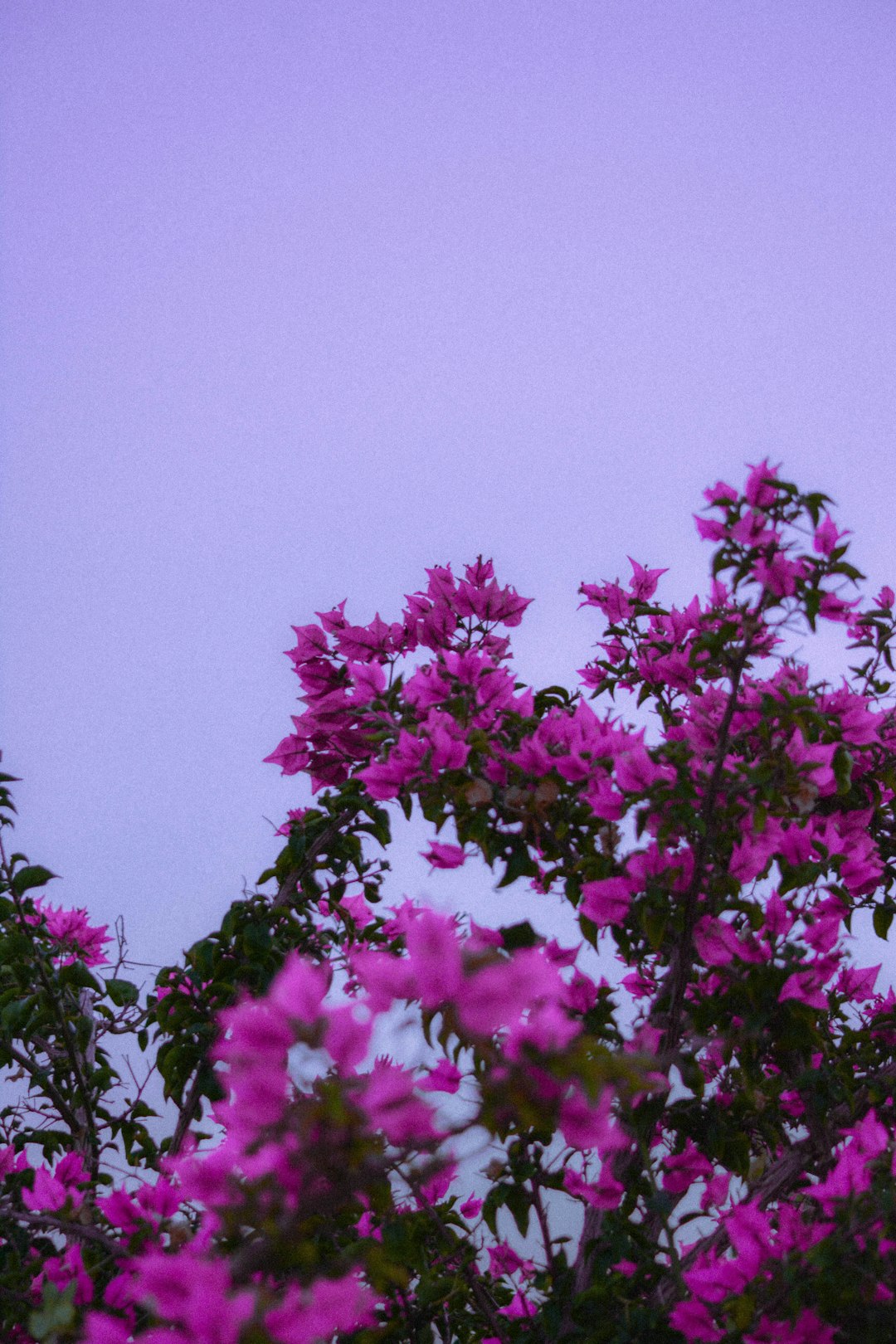 a-bird-sitting-on-top-of-a-tree-filled-with-purple-flowers-ejkc7pv-sl4
