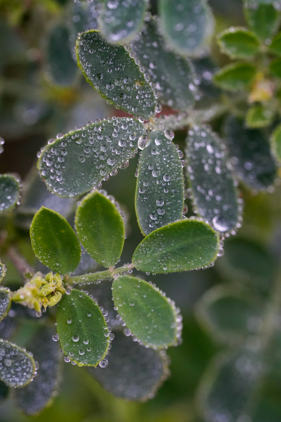 I got lucky with this image, but I love all the little details and dew droplets all over the leaves.