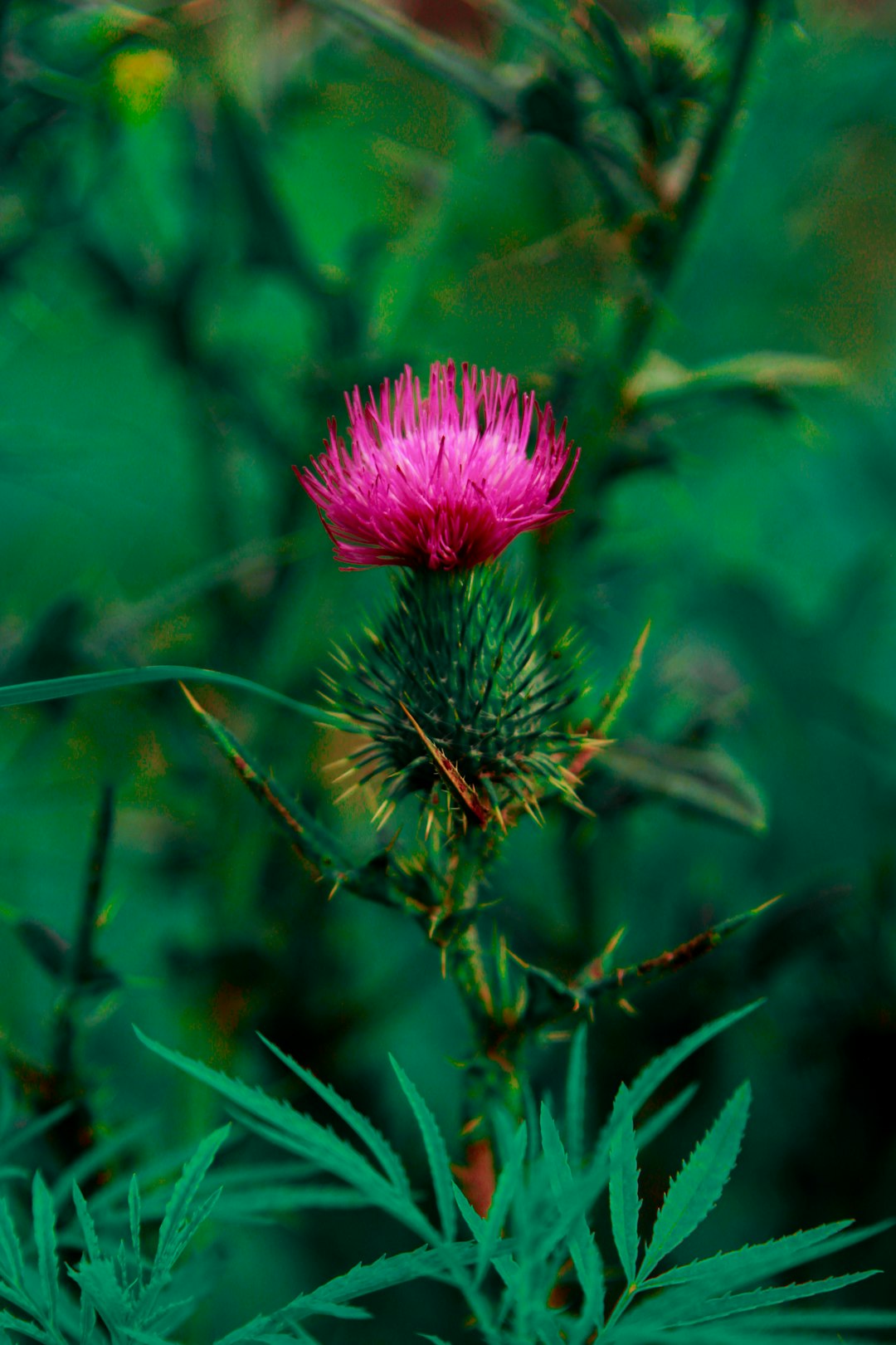 A bright purple spear thistle.