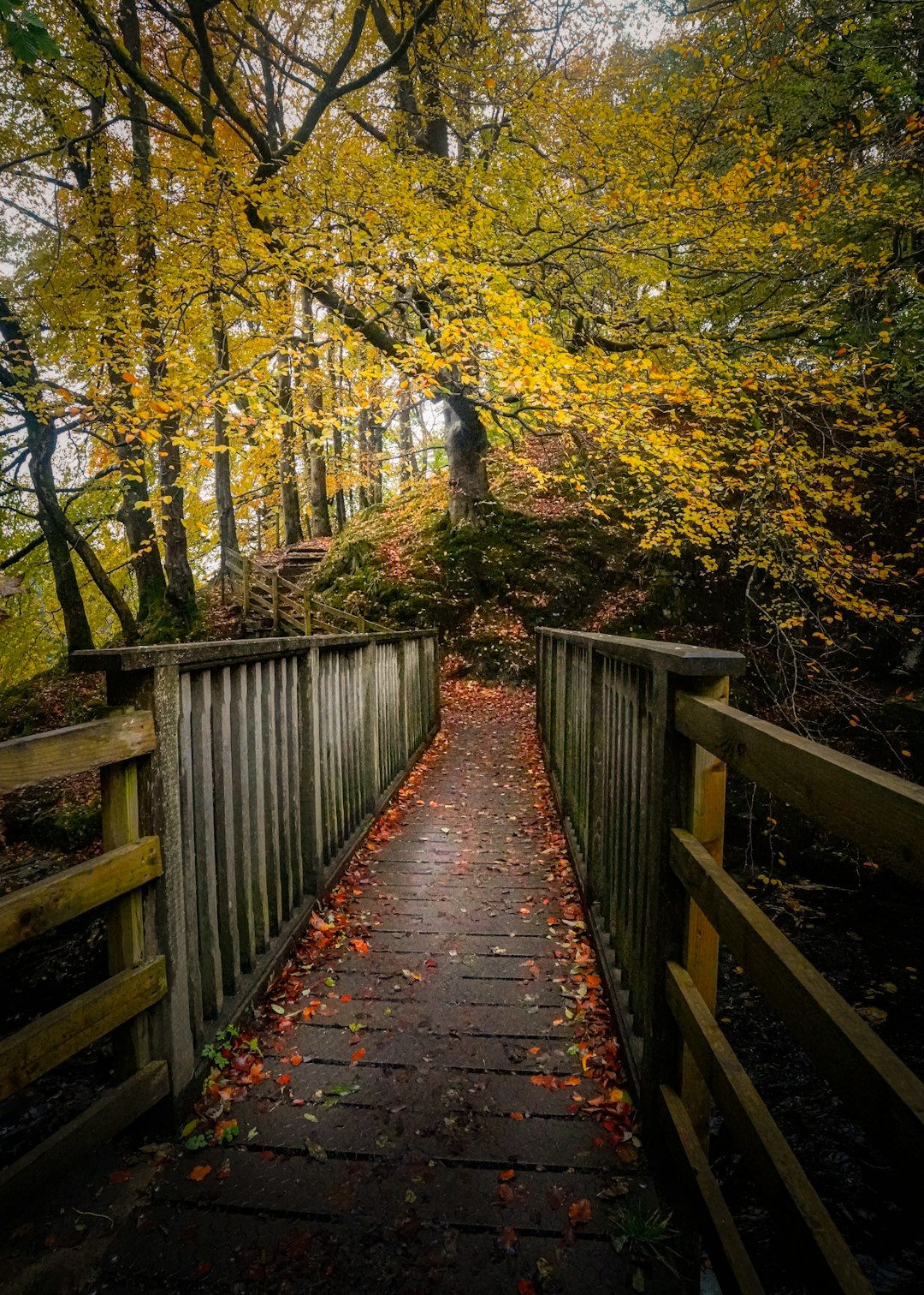 A beautiful footpath leading into a woods taken in Wales.