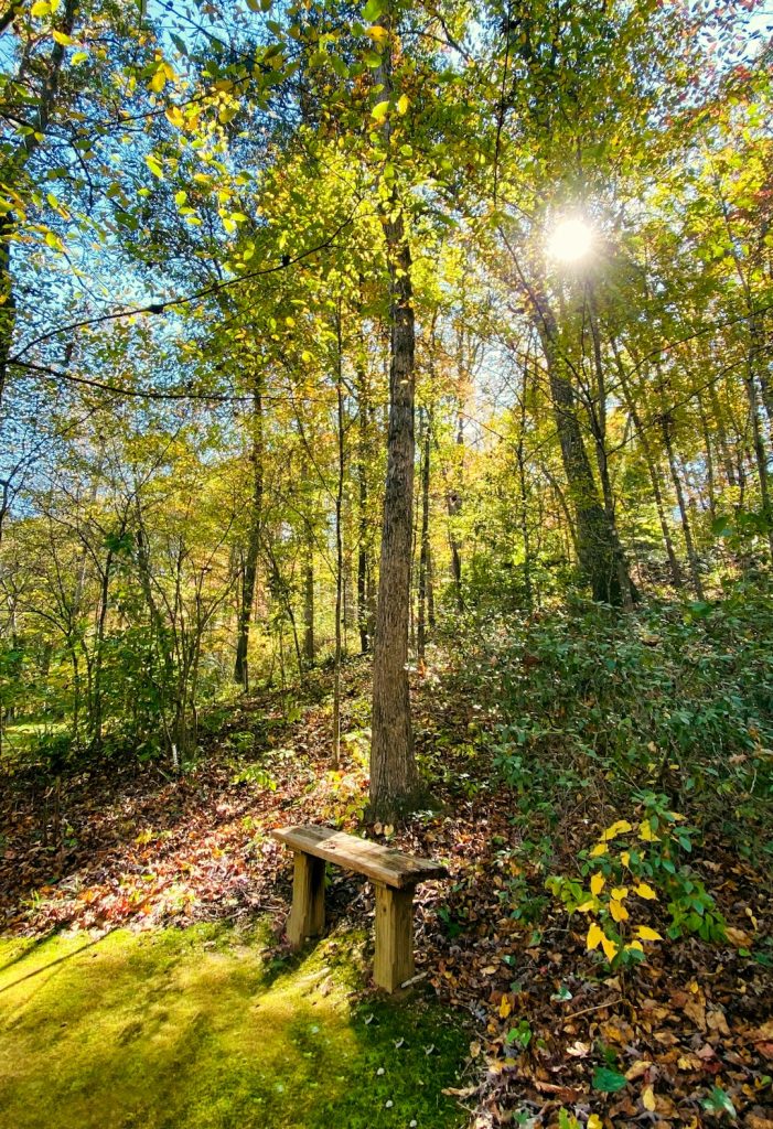 Fall trail scenery
