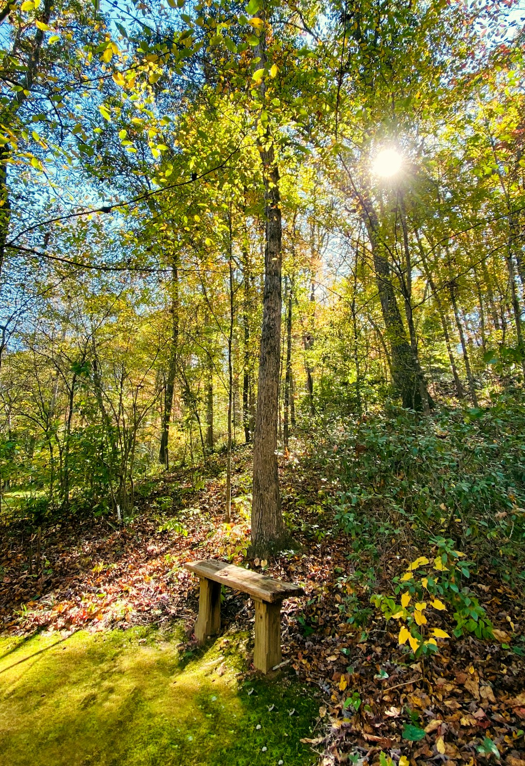 Fall trail scenery